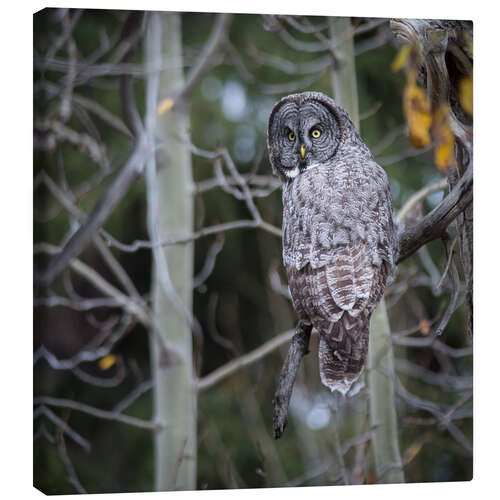 Leinwandbild Eule im Wald