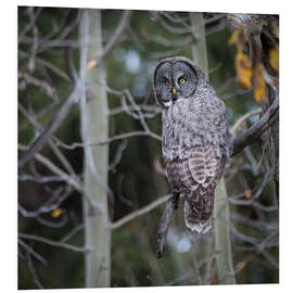 Quadro em PVC Owl in the forest