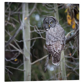 Gallery print Owl in the forest