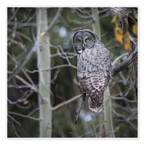 Poster Owl in the forest