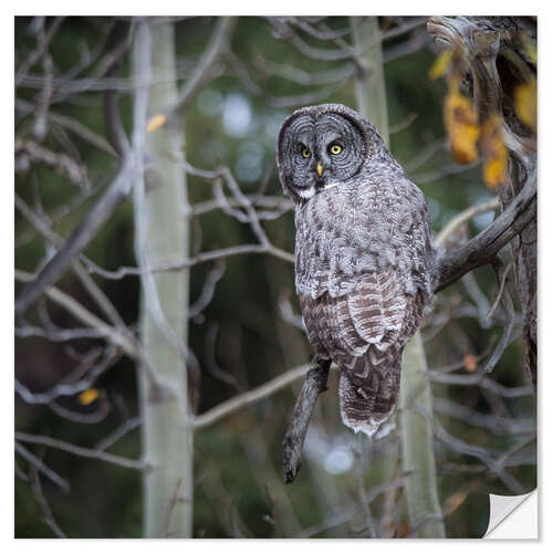 Sticker mural Owl in the forest