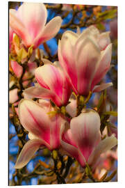 Stampa su alluminio magnolia flower