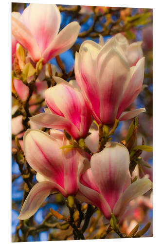 Tableau en PVC Fleurs de magnolia