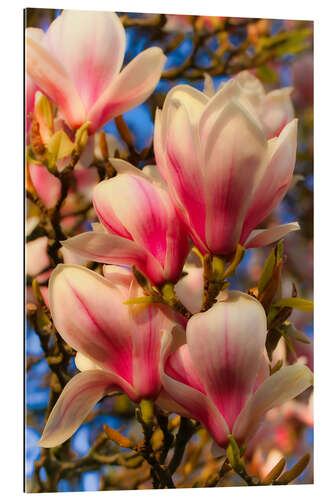 Stampa su plexi-alluminio magnolia flower