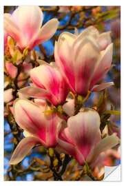 Naklejka na ścianę magnolia flower