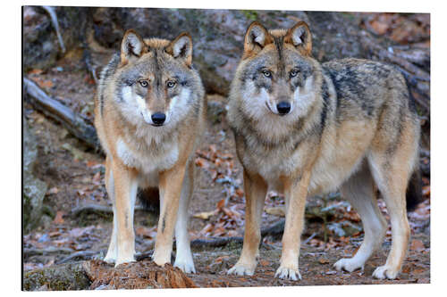 Aluminiumtavla wolves