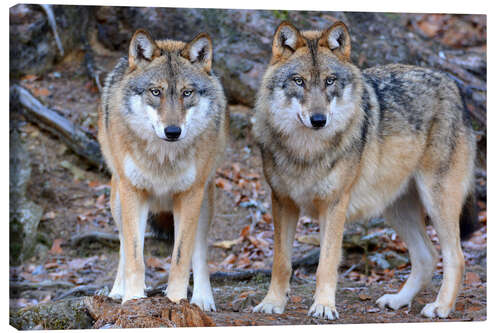 Canvas print wolves