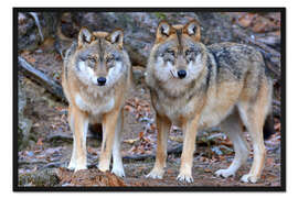 Gerahmter Kunstdruck Wölfe