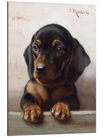 Cuadro de aluminio Young dachshund