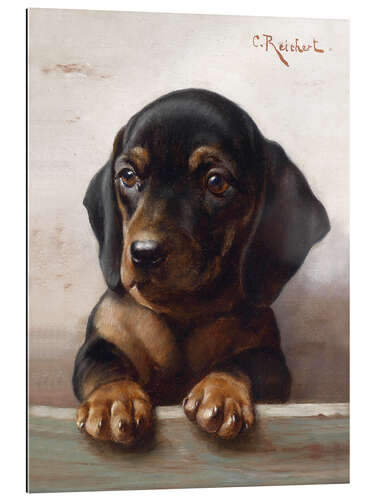 Gallery print Young dachshund