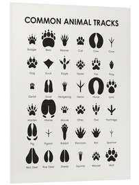 Foam board print Common animal tracks I