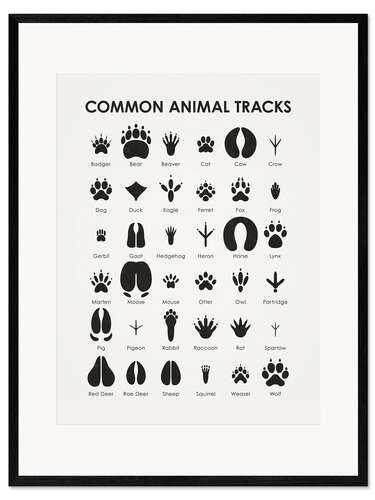 Framed art print Common animal tracks I