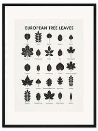 Gerahmter Kunstdruck Europäische Baumblätter (englisch)