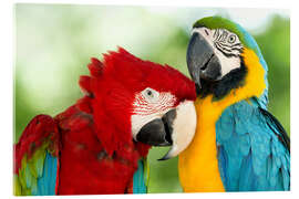 Acrylic print  cuddling macaws