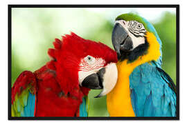 Gerahmter Kunstdruck Aras schmusen