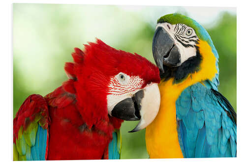 Quadro em PVC cuddling macaws