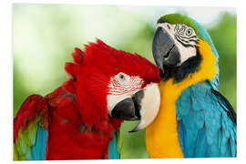 Foam board print cuddling macaws