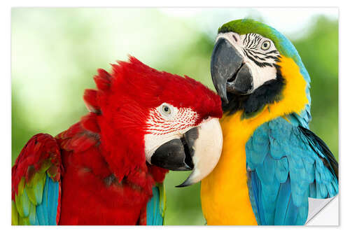 Wall sticker cuddling macaws