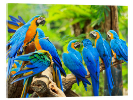 Akryylilasitaulu  a swarm of Maccaws