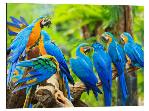 Alumiinitaulu a swarm of Maccaws