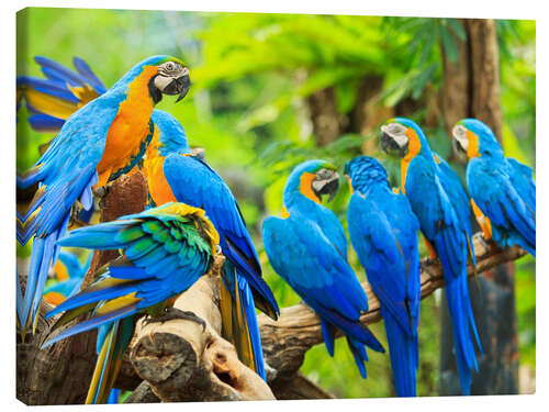 Canvas print a swarm of Maccaws