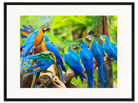 Gerahmter Kunstdruck Schwarm Aras