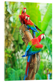 Akryylilasitaulu  Group of dark red macaws