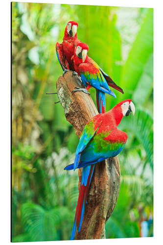 Aluminium print Group of dark red macaws