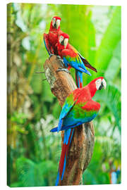Obraz na płótnie  Group of dark red macaws