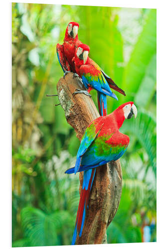 Foam board print Group of Dark Red Macaws