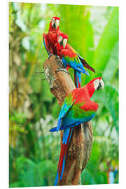 Foam board print Group of Dark Red Macaws