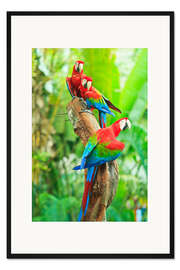 Gerahmter Kunstdruck Gruppe dunkelroter Aras