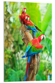 Gallery print Group of dark red macaws