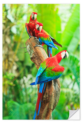 Selvklebende plakat Group of dark red macaws