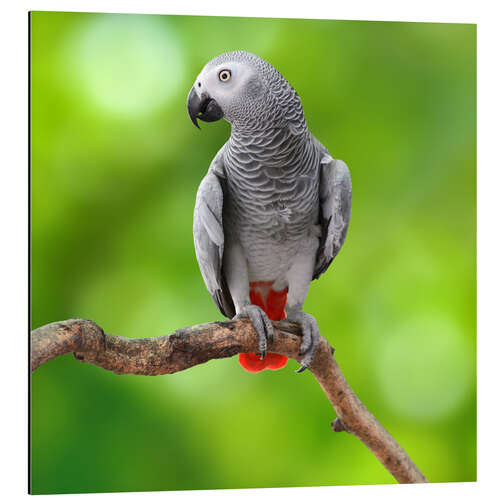 Aluminium print African Grey Parrot