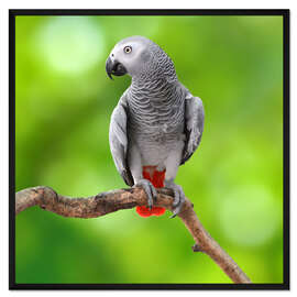 Gerahmter Kunstdruck Graupapagei