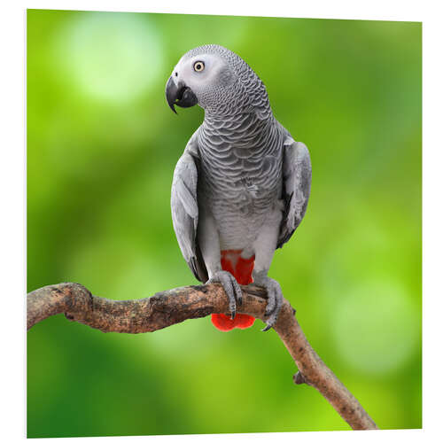 PVC-taulu African Grey Parrot