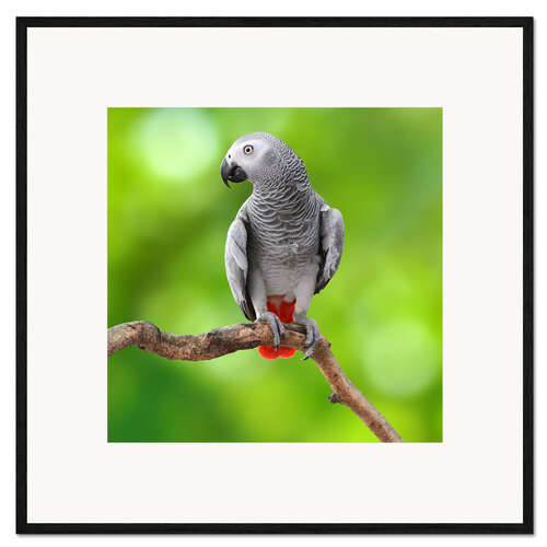 Kehystetty taidepainatus African Grey Parrot