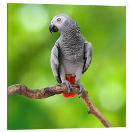 Gallery print African Grey Parrot