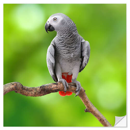 Selvklebende plakat African Grey Parrot