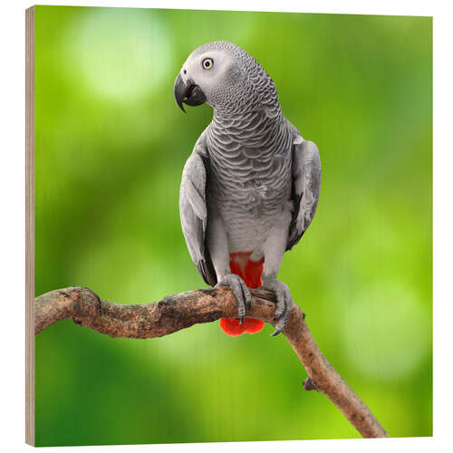 Wood print African Grey Parrot