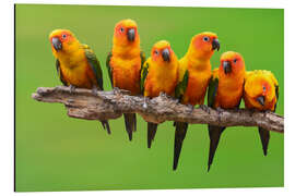 Aluminium print sun parakeet