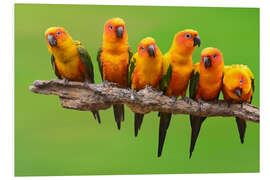 Foam board print sun parakeet