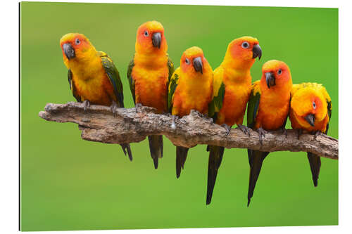 Galleriprint sun parakeet