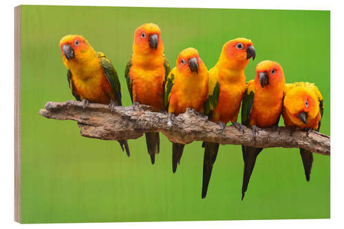 Cuadro de madera sun parakeet