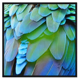 Gerahmter Kunstdruck schillerndes Gefieder