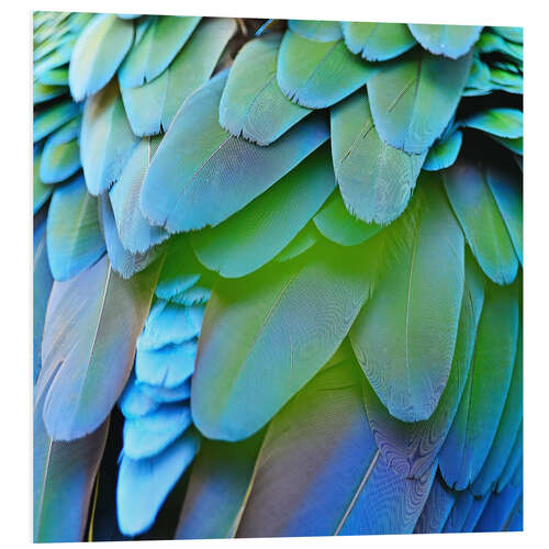 Foam board print iridescent plumage