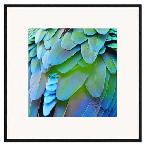 Ingelijste kunstdruk iridescent plumage
