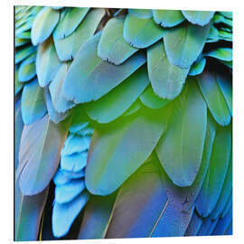 Magnettafel schillerndes Gefieder