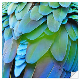 Sticker mural Plumage iridescent